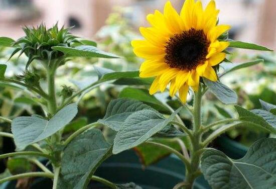 矮向日葵可以水培嗎，向日葵水培養(yǎng)護(hù)方法