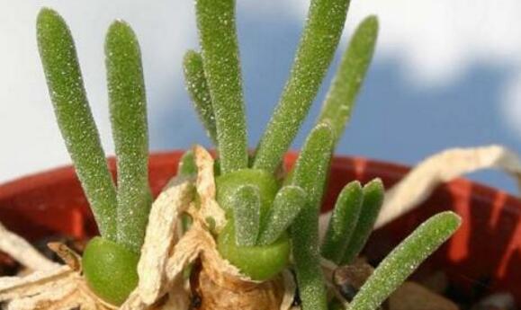 小碧光環(huán)可以移盆嗎，要選擇適宜的時(shí)間移栽