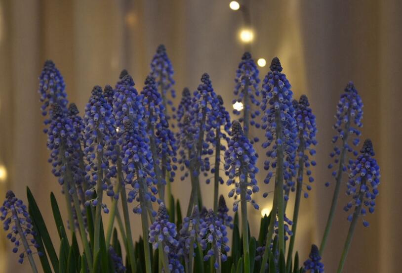 風信子花期是什么時候，不同的品種不同的時間