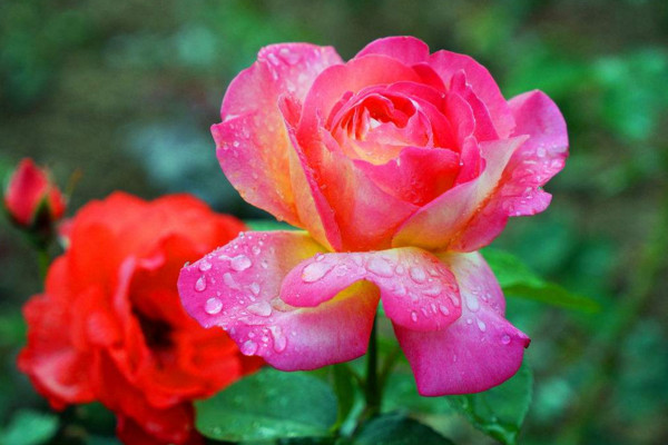 月季怎么扦插，保證插枝上面有1~2個芽點