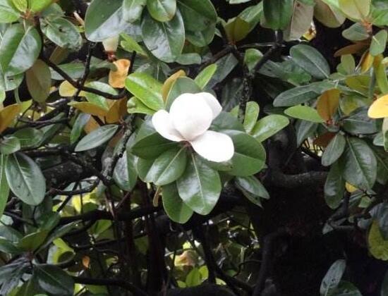 橡皮樹的花語是什么，橡皮樹開花的寓意