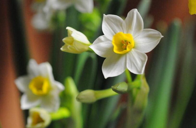 水仙花為什么要切球，有利于生長(zhǎng)并且長(zhǎng)得健壯