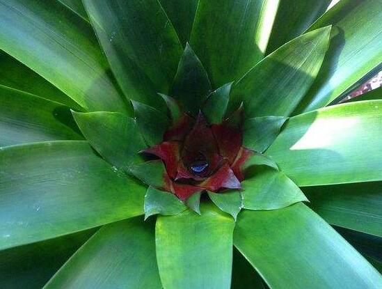 鴻運(yùn)當(dāng)頭為什么不開花，鴻運(yùn)當(dāng)頭不開花怎么辦