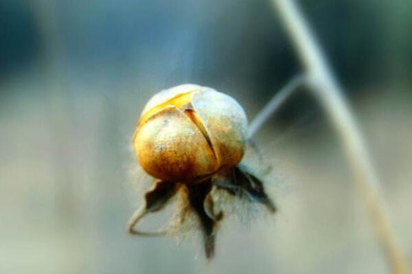 牽牛花種子要泡多久，詳解牽?；ㄈ绾尾シN繁殖