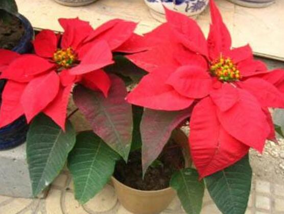 一品紅怎么養(yǎng)，一品紅養(yǎng)殖方法