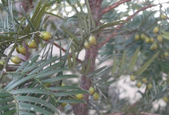 紅豆杉的功效與作用，紅豆杉八大功效與作用