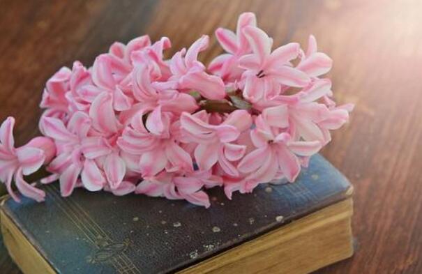 風信子花期是什么時候，不同的品種不同的時間