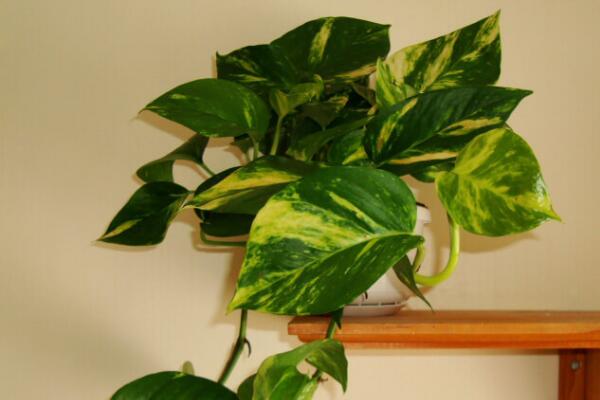 綠蘿喜歡陽光嗎，既喜歡陽光又耐陰