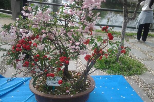 盆栽海棠花的養(yǎng)殖方法，盆栽海棠的五大養(yǎng)殖要點(diǎn)