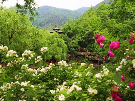 薔薇花繁殖，薔薇花繁殖方法