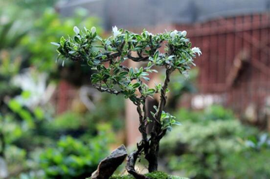 六月雪用什么土，盤點最佳盆土比例配制(沙質(zhì)土壤最佳)