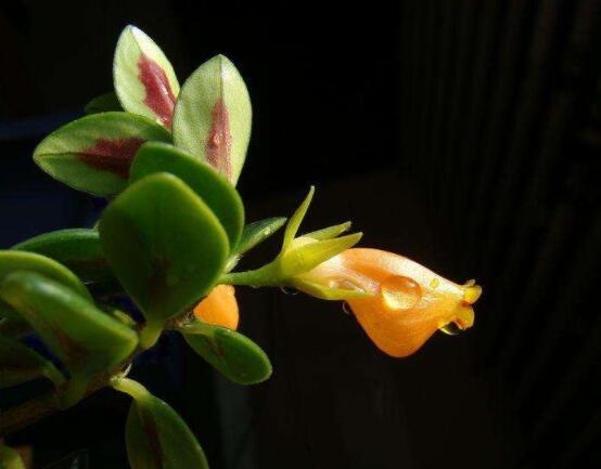 金魚(yú)吊蘭好養(yǎng)嗎，選擇好盆土是關(guān)鍵/施肥澆水光照合適