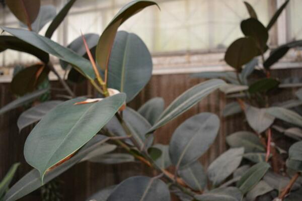 家里養(yǎng)橡皮樹有什么好處，從觀賞、凈化、風(fēng)水三個(gè)方面來看