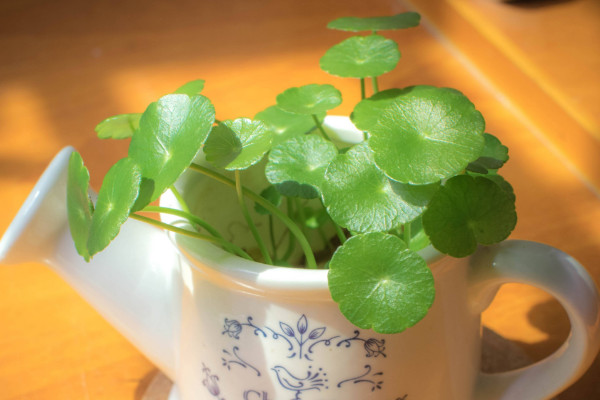 銅錢草種子怎么水培，先催根出苗后再移到水培環(huán)境中