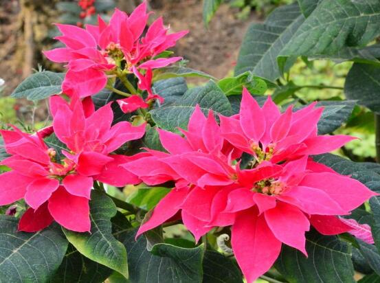 一品紅葉子發(fā)黃脫落怎么辦，輕松掌握六招就可解決