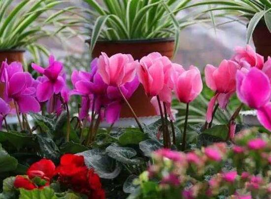 仙客來的花有什么特點，仙客來圖片大全鑒賞