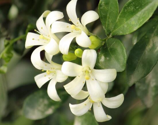 九里香的風(fēng)水作用，九里香的功效與作用