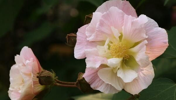 芙蓉花怎么養(yǎng)，芙蓉花適合在室內(nèi)養(yǎng)嗎