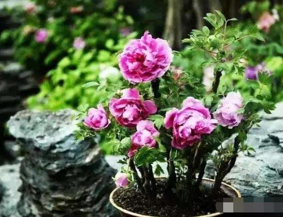 牡丹花怎么繁殖，牡丹花六大繁殖方法