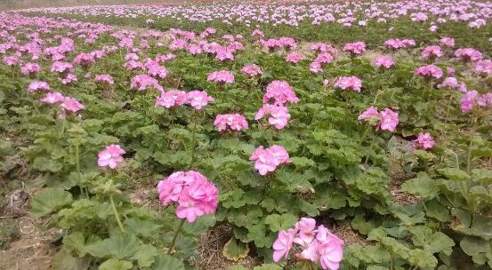 天竺葵爛根怎么辦，天竺葵爛根解決辦法