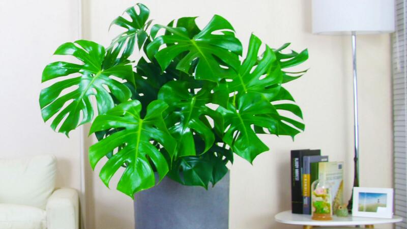 龜背竹的養(yǎng)殖方法和注意事項(xiàng)