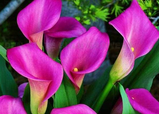 彩色馬蹄蓮花期多長，從11月一直開放到來年5月(半年)