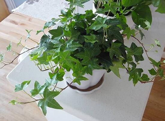 常春藤怎么養(yǎng)長得快，常春藤的養(yǎng)殖方法