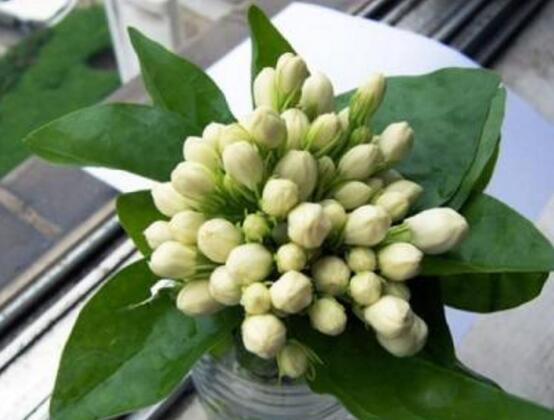 茉莉花可以水培嗎，茉莉花水培方法