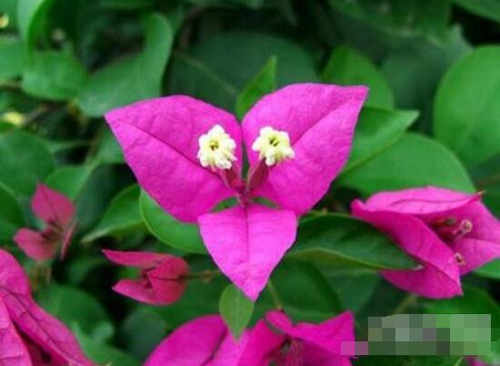 三角梅葉子發(fā)黃怎么辦，四種原因以及解決辦法