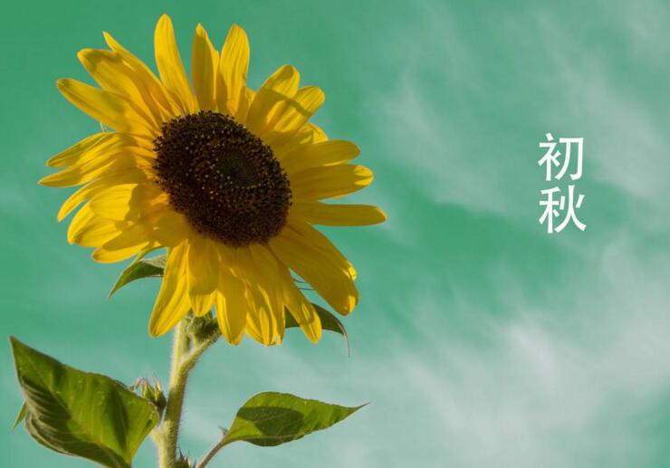 向日葵象征什么意義，最適合送給暗戀的人