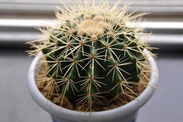 仙人球多久澆一次水，控制澆水量保證土壤偏干即可