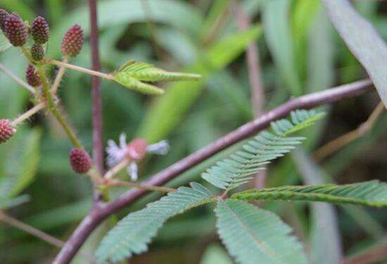 含羞草需要施肥嗎，含羞草怎么施肥
