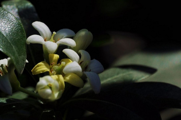 海桐怎么養(yǎng)殖，保證光照充足并控制好環(huán)境溫度