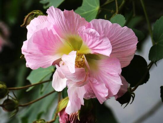 木芙蓉花的病蟲害及其防治，盤點(diǎn)四種常見病蟲害