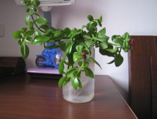 牡丹吊蘭怎么繁殖，教你兩種繁殖方法(水培和土培)