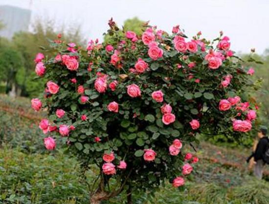 月季花怎么修剪，月季花的修剪方法