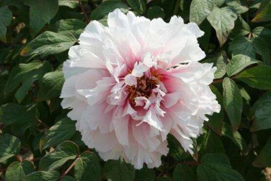 牡丹花的特點(diǎn)是什么，細(xì)數(shù)牡丹花六大特點(diǎn)