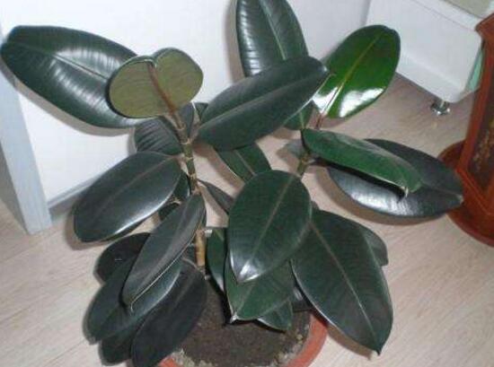 橡皮樹多久澆次水，橡皮樹怎么澆水