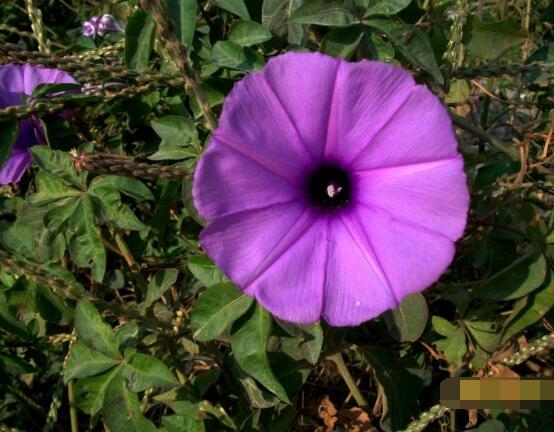 牽?；ㄈ~子發(fā)黃怎么辦，牽?；ㄈ~子發(fā)黃解決辦法