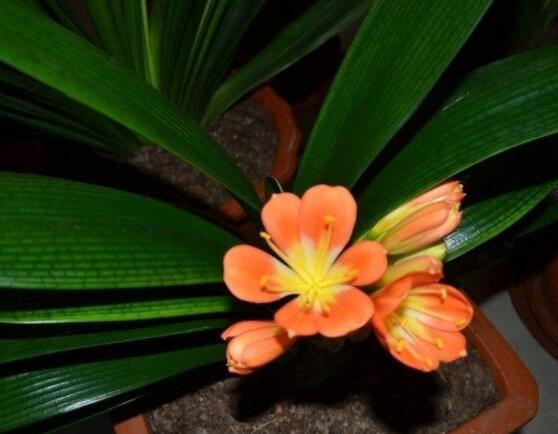 君子蘭開花前怎么養(yǎng)護(hù)，只需要做好四個要點即可(花大色艷)