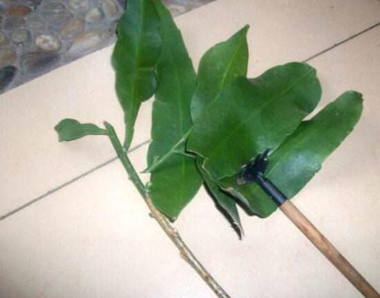 曇花什么時(shí)候葉插，以春季為主/擇兩年生健康老葉