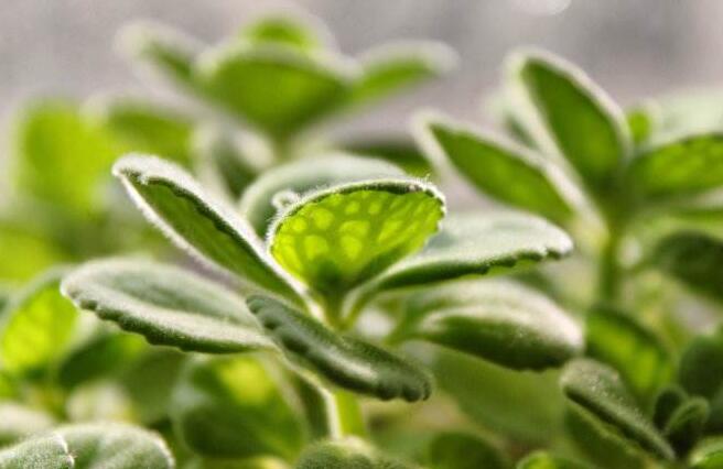 碰碰香花有毒嗎，不光沒毒并且還有很大的作用