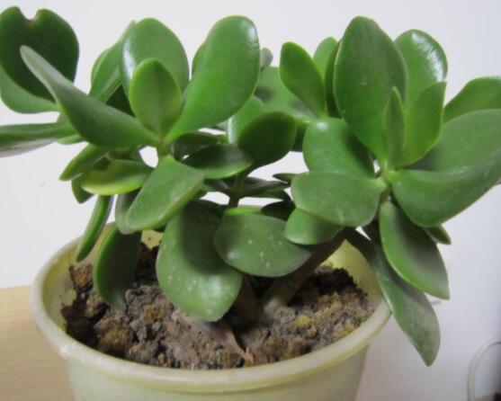 燕子掌掉葉子怎么辦，老農(nóng)教你三種最直觀解決方法