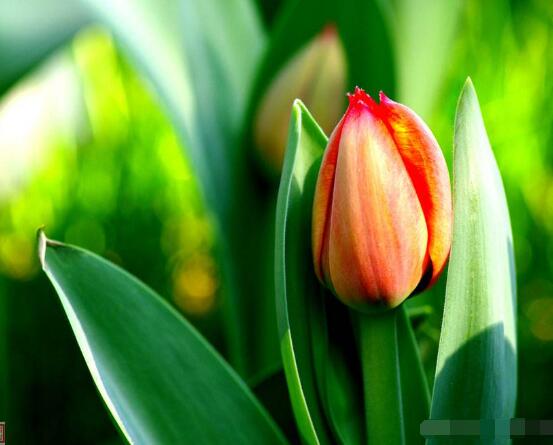 郁金香枯萎后的處理，花下2-3厘米處剪斷/保證正常水肥