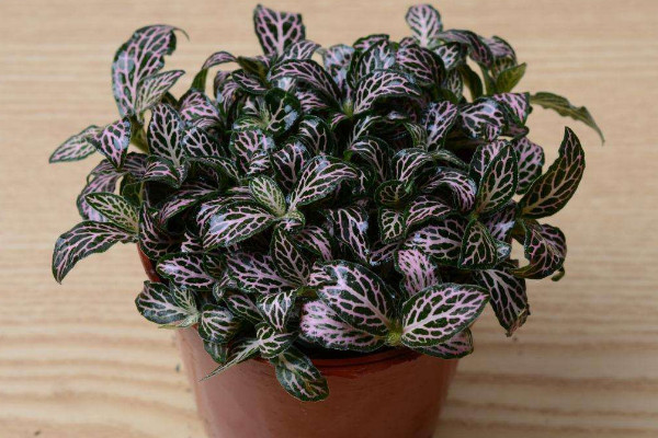 網(wǎng)紋草的花語(yǔ)有哪些，理性/睿智/輕盈