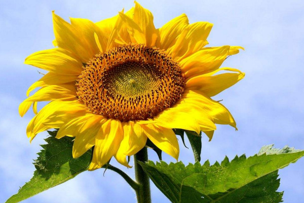 向日葵怎么養(yǎng)，保證光照及時施肥