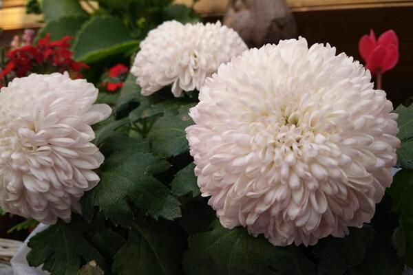 菊花冬天怎么養(yǎng)，首先對植株進行修剪