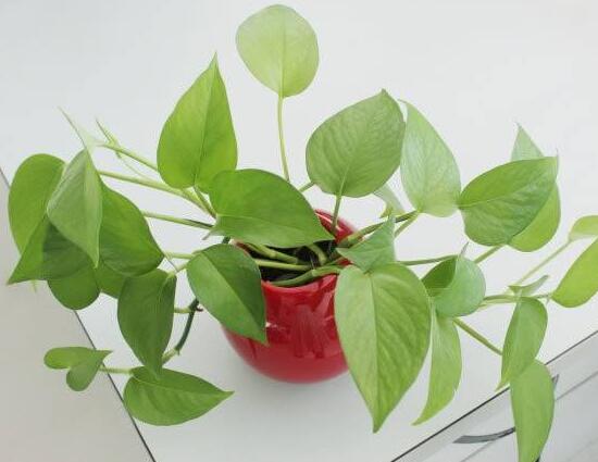 綠蘿會(huì)開(kāi)花嗎，綠蘿開(kāi)花預(yù)示著什么