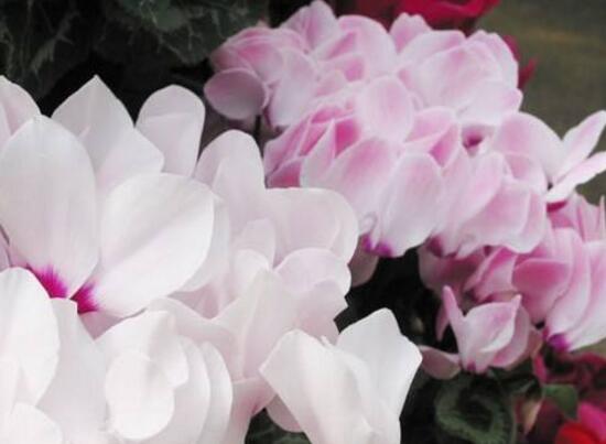 仙客來花的好處有哪些，仙客來花的養(yǎng)護(hù)技巧