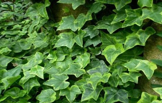 常春藤怎么澆水，常春藤多久澆一次水